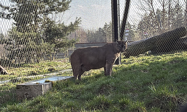 Puma z nelegálního chovu se zabydluje v Táboře, lvy přijala zlínská zoo Puma z nelegálního chovu se zabydluje v Táboře, lvy přijala zlínská zoo