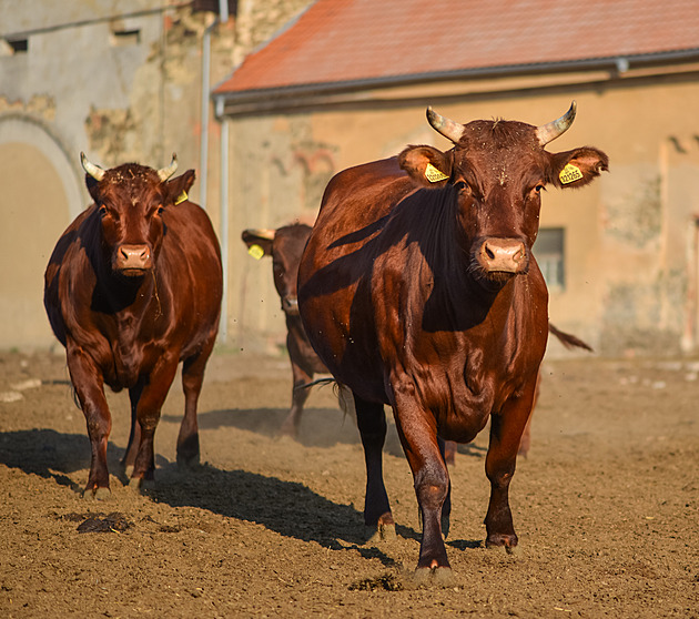 Maso z čestra je výjimečné. Česká červinka za jeho popularitu málem zaplatila