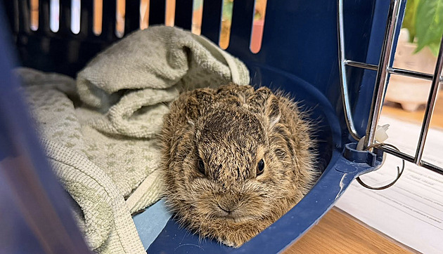 Místo plevelu dvě klubíčka. Pracovníky překvapila čerstvá mláďata uprostřed kruháče