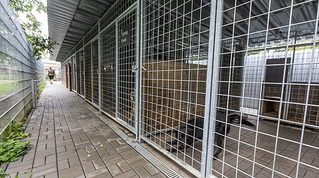Na zatoulané psy čeká v Olomouci opět tamní útulek. Odvoz jinam sklízel kritiku