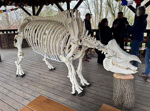Bizarní lebka jako z pravěku. Zoo vystavila kostru oblíbeného nosorožce Baabuua