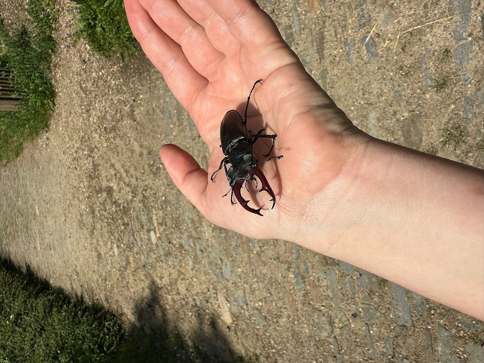 Pražský hrad jako unikátní divočina, vědci našli v zahradách i dosud neznámý druh