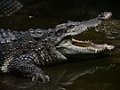 V jihlavské zoo je k vid�ní jeden pár vzácného krokodýla siamského. Samice...