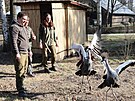 Zoo Hodonín má nový pár je�áb� královských. (14. b�ezna 2026)