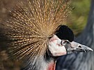 Zoo Hodonín má nový pár je�áb� královských. (14. b�ezna 2026)