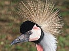 Zoo Hodonín má nový pár je�áb� královských. (14. b�ezna 2026)