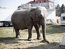 Cirkus Humberto jako jeden z posledních vystupuje i s exotickými zví�aty.