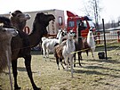 Cirkus Humberto jako jeden z posledních vystupuje i s exotickými zví�aty.