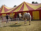 Cirkus Humberto jako jeden z posledních vystupuje i s exotickými zví�aty.