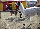 Cirkus Humberto jako jeden z posledních vystupuje i s exotickými zví�aty.