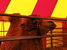 Cirkus Humberto jako jeden z posledních vystupuje i s exotickými zví�aty.