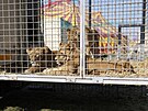 Cirkus Humberto jako jeden z posledních vystupuje i s exotickými zví�aty.