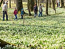 Rozkvetlý zámecký park v Kostelci nad Orlicí na Rychnovsku.