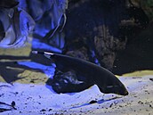 No�ovky jsou aktivní hlavn� v noci. Proto�e mají slabý zrak, vyvinuly si...