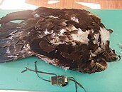 Orlice Toni�ka zem�ela po souboji s jinou samicí orla skalního, která ji cht�la...