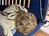 Zaje�í mlád� zachrán�né z okru�ní k�i�ovatky v Záb�ehu skon�ilo ve zví�ecí...