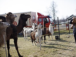 P�es den se zájemci mohou do cirkusu p�ijít podívat na krmení a výcvik zví�at....