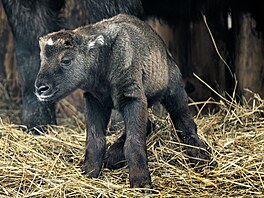Zoo Praha, nástup jara, jaro, b�ezen 2026