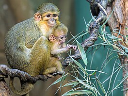 Zoo Praha, nástup jara, jaro, b�ezen 2026