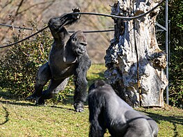 Zoo Praha, nástup jara, jaro, b�ezen 2026