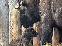 Zoo Praha, nástup jara, jaro, b�ezen 2026