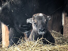 Zoo Praha, nástup jara, jaro, b�ezen 2026