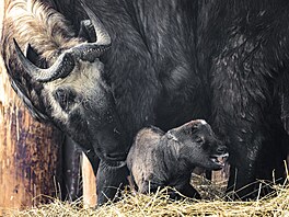 Zoo Praha, nástup jara, jaro, b�ezen 2026