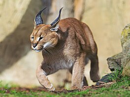 Zoo Praha, nástup jara, jaro, b�ezen 2026