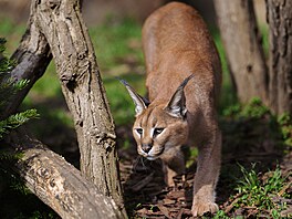 Zoo Praha, nástup jara, jaro, b�ezen 2026