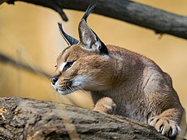 Zoo Praha, nástup jara, jaro, b�ezen 2026