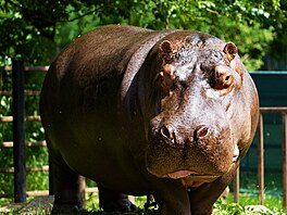 Zoo Dvorec, krmení, krmivo, spot�eba, 2026