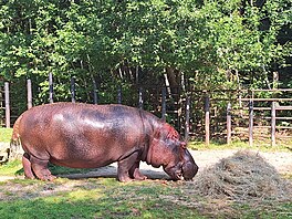 Zoo Dvorec, krmení, krmivo, spot�eba, 2026