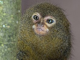 Zoo Dvorec, krmení, krmivo, spot�eba, 2026