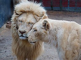 Zoo Dvorec, krmení, krmivo, spot�eba, 2026