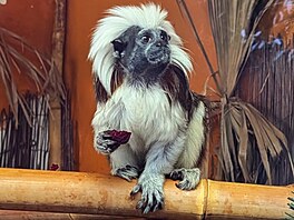 Zoo Dvorec, krmení, krmivo, spot�eba, 2026