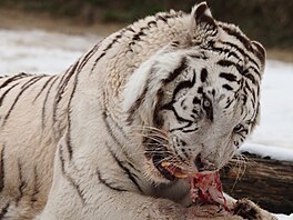 Zoo Dvorec, krmení, krmivo, spot�eba, 2026