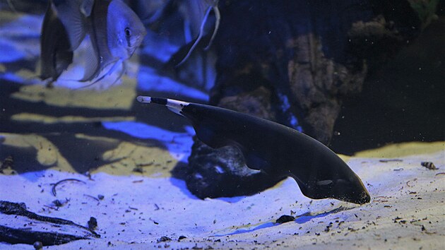 No�ovky jsou aktivn� hlavn� v noci. Proto�e maj� slab� zrak, vyvinuly si schopnost vys�lat slab� elektrick� sign�ly. Ty jim slou�� jako radar k orientaci v temn� vod� i ke komunikaci s ostatn�mi �duchy�. Na fotce vid�te jednoho z dosp�l�ch jedinc� v pavilonu Mal� Amazonie.