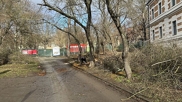 V centru �st� nad Labem za�ala obnova v�ce ne� sto let star�ch M�nesov�ch sad�. (b�ezen 2026)