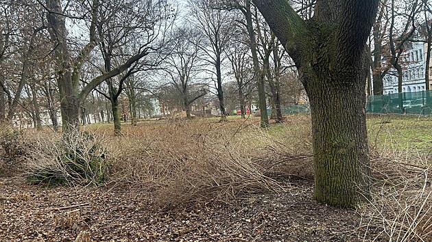 V centru �st� nad Labem za�ala obnova v�ce ne� sto let star�ch M�nesov�ch sad�. (b�ezen 2026)