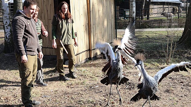 Zoo Hodon�n m� nov� p�r je��b� kr�lovsk�ch. (14. b�ezna 2026)