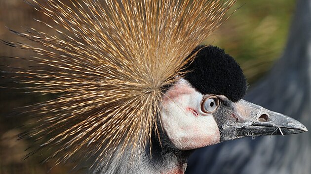 Zoo Hodon�n m� nov� p�r je��b� kr�lovsk�ch. (14. b�ezna 2026)