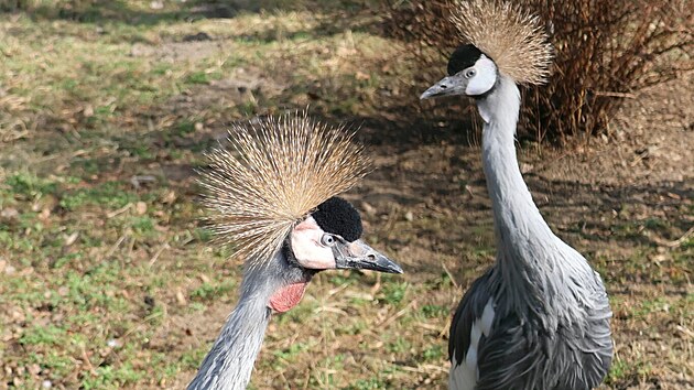 Zoo Hodon�n m� nov� p�r je��b� kr�lovsk�ch. (14. b�ezna 2026)