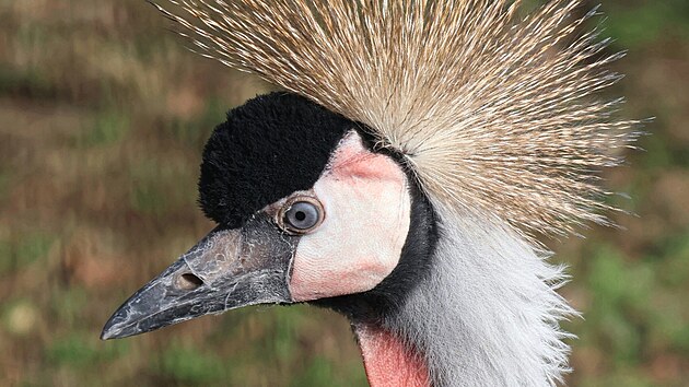 Zoo Hodon�n m� nov� p�r je��b� kr�lovsk�ch. (14. b�ezna 2026)