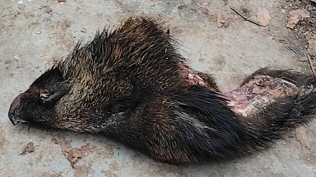 Zaměstnanci magistrátu někdo hodil za plot kančí hlavu. Možná výhružka, míní