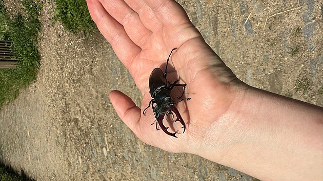 V zahrad�ch Pra�sk�ho hradu �ije v�ce ne� 40 druh� pt�k�, 220 druh� hmyzu, 700 druh� rostlin a p�da pln� vz�cn�ch rozto��.