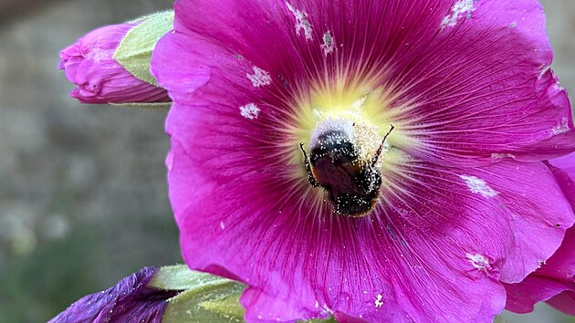 V zahrad�ch Pra�sk�ho hradu �ije v�ce ne� 40 druh� pt�k�, 220 druh� hmyzu, 700 druh� rostlin a p�da pln� vz�cn�ch rozto��.