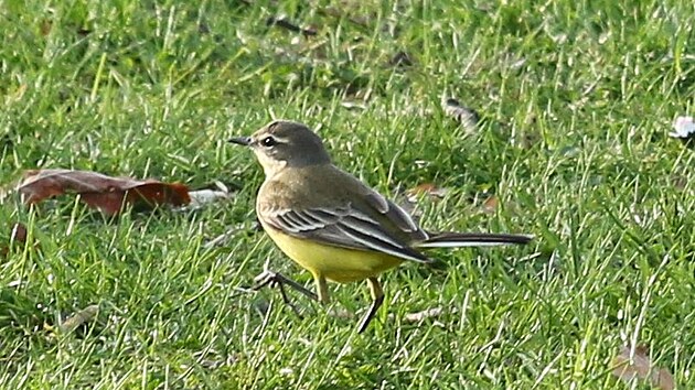 V zahrad�ch Pra�sk�ho hradu �ije v�ce ne� 40 druh� pt�k�, 220 druh� hmyzu, 700 druh� rostlin a p�da pln� vz�cn�ch rozto��.