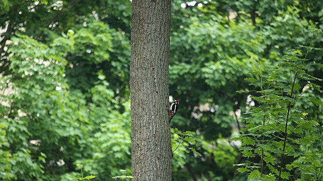 V zahrad�ch Pra�sk�ho hradu �ije v�ce ne� 40 druh� pt�k�, 220 druh� hmyzu, 700 druh� rostlin a p�da pln� vz�cn�ch rozto��.