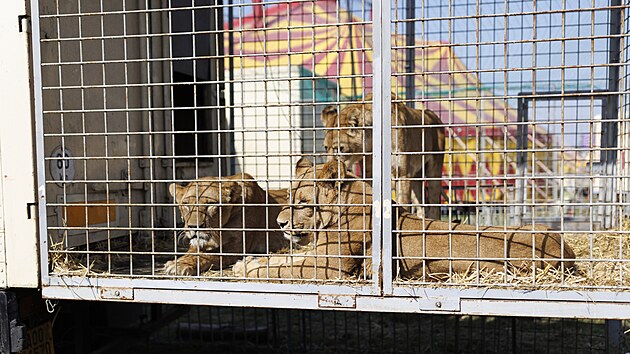 Cirkus Humberto jako jeden z posledn�ch vystupuje i s exotick�mi zv��aty.