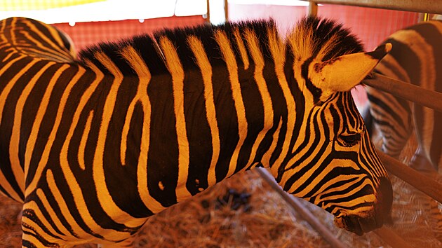 Cirkus Humberto jako jeden z posledn�ch vystupuje i s exotick�mi zv��aty.